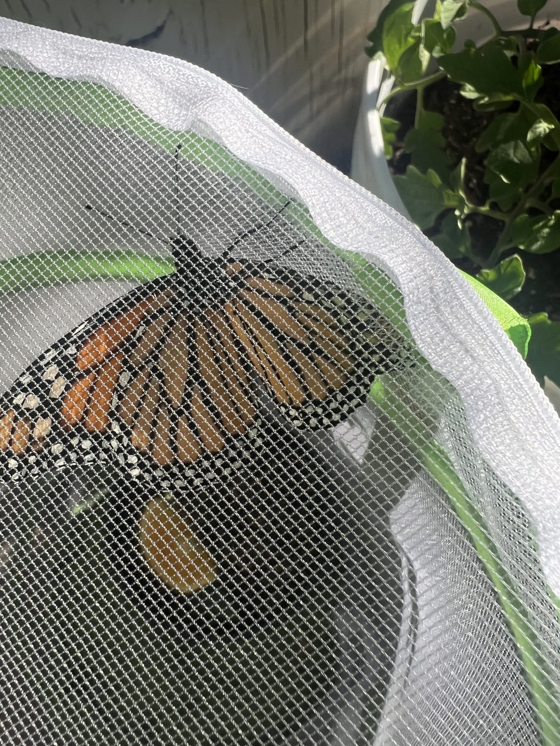 Monarch Butterfly